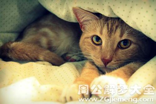 猫爬在我手臂上