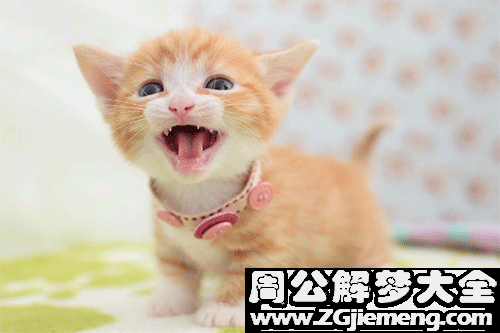 小猫