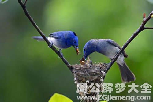 给小鸟喂食