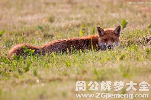 红色的狐狸