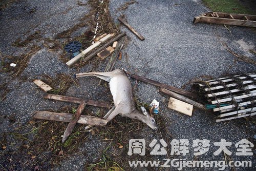 梦见鹿被猎人或动物杀死