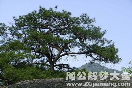 梦见松树-松树丛