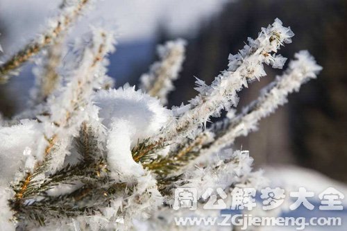 梦见下雪树叶结冰