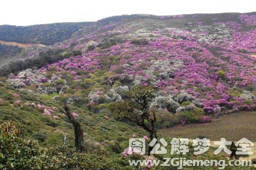 梦见满山杜鹃花