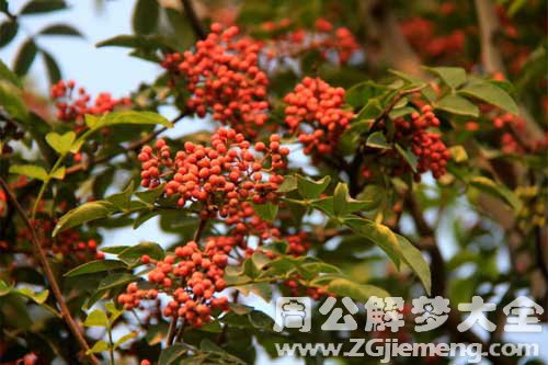 梦见花椒、花椒树