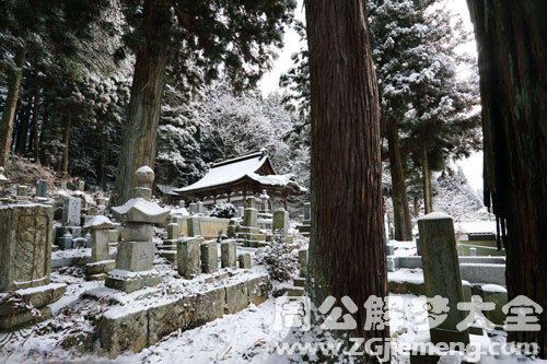 梦见墓地栽松树