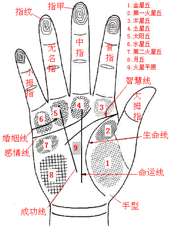 男左女右，教你手相看命，很准！