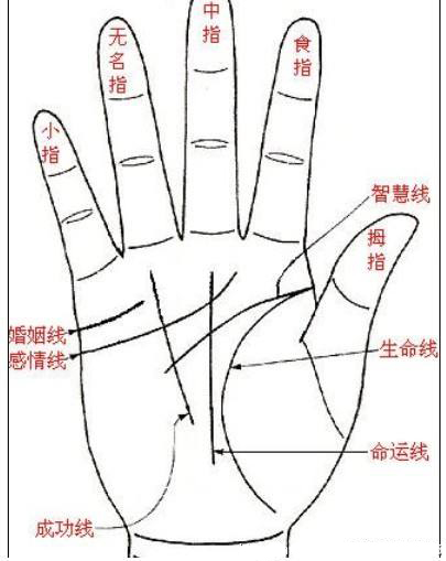 看相算命：手相掌纹解析