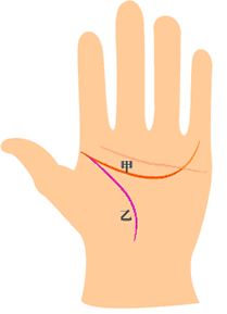 智慧线(甲)与生命线(乙)起点相交，尾端与感情线接触