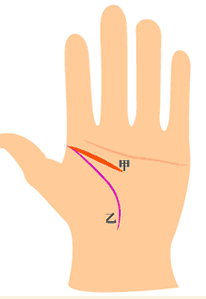 智慧线(甲)与生命线(乙)起点相交，但智慧线短又粗的人