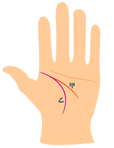 智慧线(甲)与生命线(乙)起点相交，但起端与生命线重迭约二公分，长度到达小指下方