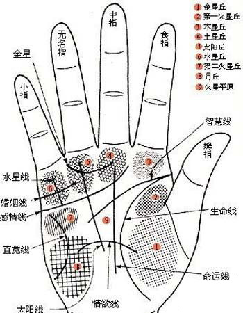 手相算命图解,感情,手相