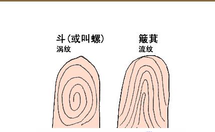 指纹算命,指纹算命图解,十指指纹算命