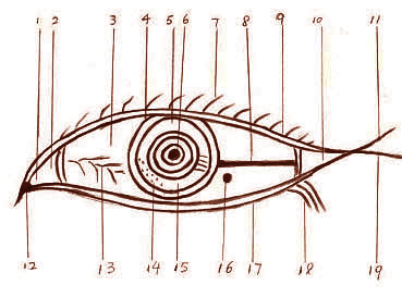 眼睛构造的运势解读