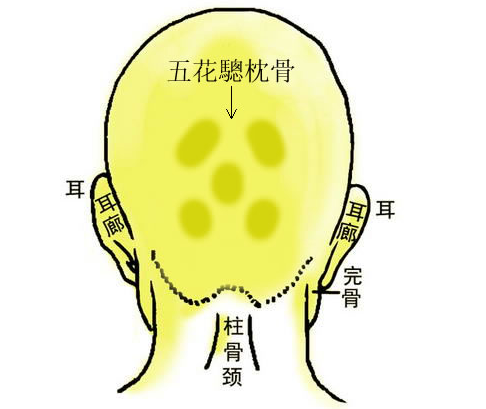 五花驄枕骨