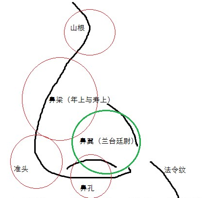 面相看鼻翼知道财运