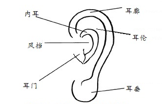 耳朵算命图解,耳朵运势